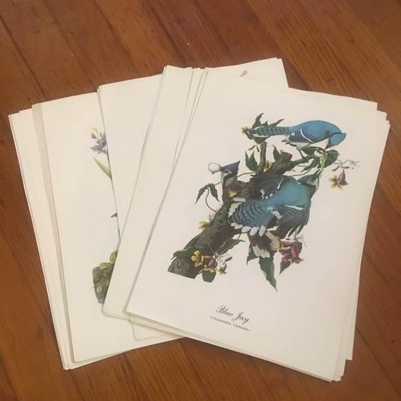 Vintage Birds Book Print Pages Bundle of 39